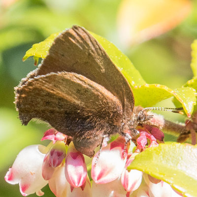 4322 Brown Elfin (Callophrys augustinus)