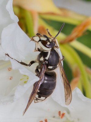 Bald-faced Hornet (Dolichovespula maculata)