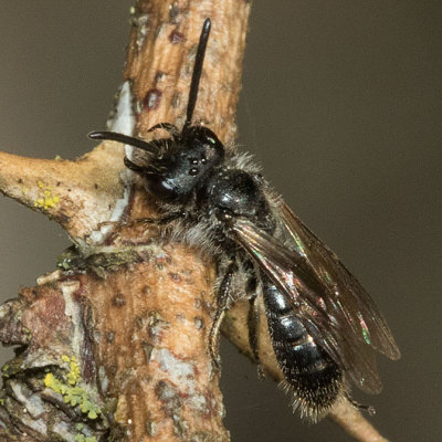 Mining Bee (Panurginus sp.)