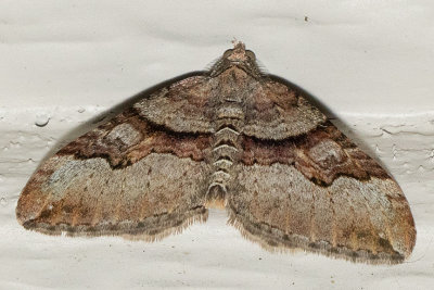 7390 Toothed Brown Carpet (Xanthorhoe lacustrata)