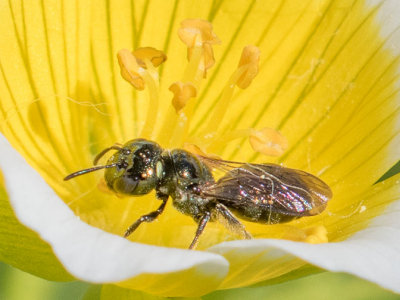 Small Carpenter Bee (Ceratina)