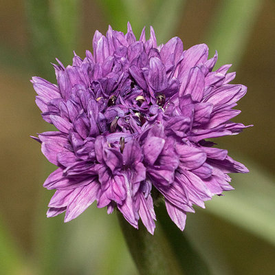 Cornflower/Bachelor Button (Centaurea cyanus)