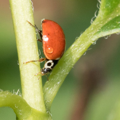 Western Blood-Red Lady Beetle (Cycloneda polita)