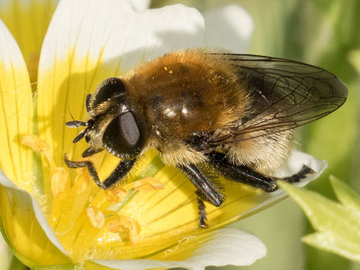 Narcissus Bulb Fly (Merodon equestris)