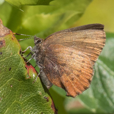 4322 Brown Elfin (Callophrys augustinus)