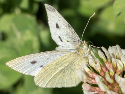 4197 Cabbage White (Pieris rapae)