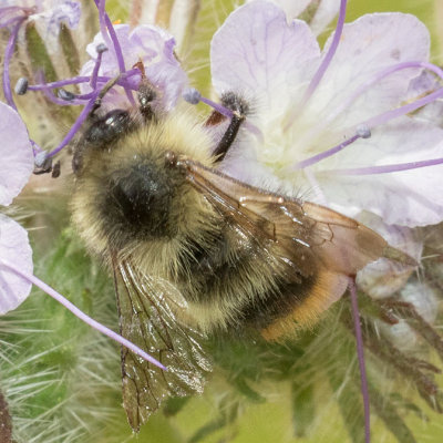 Mixed Bumble Bee (Bombus mixtus)