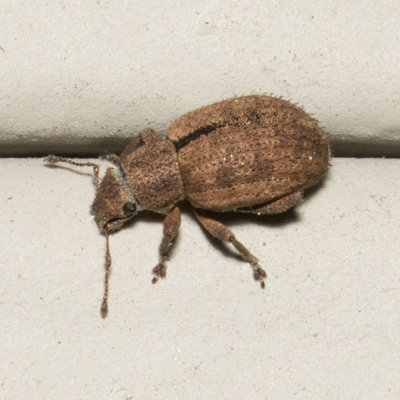 Nut Leaf Weevil (Strophosoma melanogrammum)