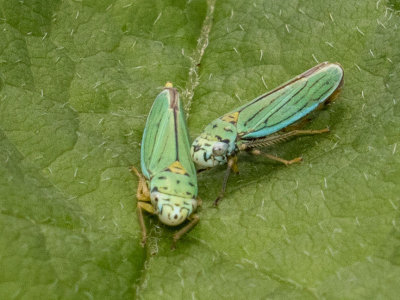 (Hordnia atropunctata) Blue-green Sharpshooter