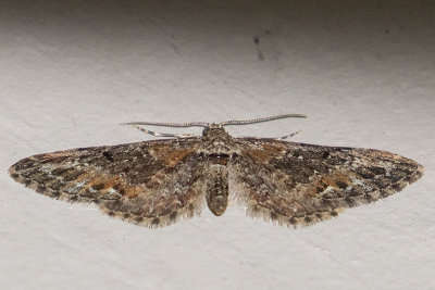 7496 Eupithecia (rotundopuncta or mutata)