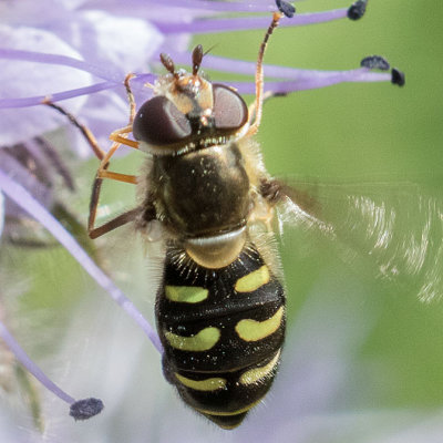 Lapposyrphus lapponicus 