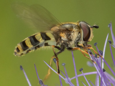 Megasyrphus laxus