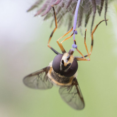 Megasyrphus laxus