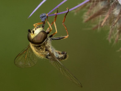 Bird Hover Fly (Eupeodes volucris)