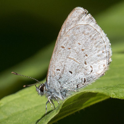 4363.2 Pacific Azure (Celastrina echo echo)