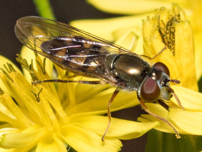 Platycheirus sp.