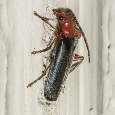 Soldier Beetle (Podabrus pruinosus)