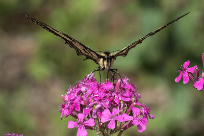 4177 Western Tiger Swallowtail (Papilio rutulus)