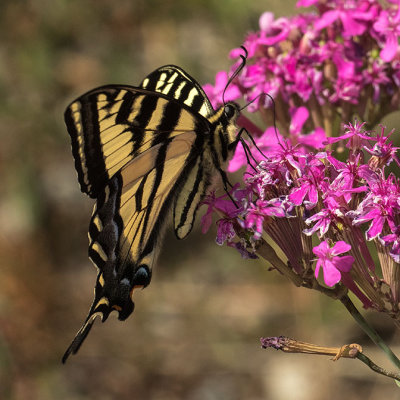4177 Western Tiger Swallowtail (Papilio rutulus)