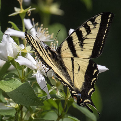 4177 Western Tiger Swallowtail (Papilio rutulus)