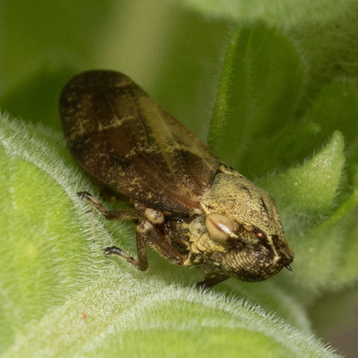 Spittlebug