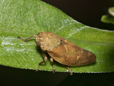 Spittlebug