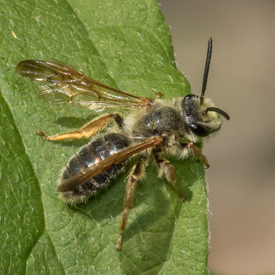 Andrena prunorum