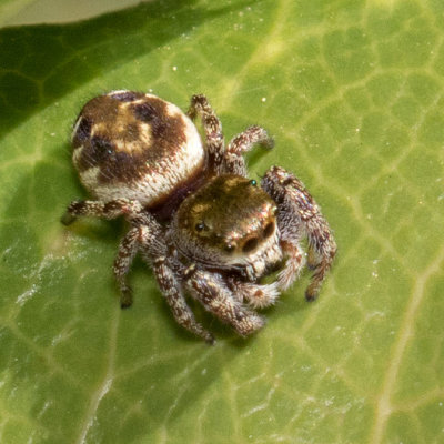 (Metaphidippus manni)