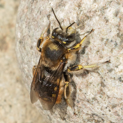 Leaf-cutter Bees, Mason Bees, and allies (Megachilidae)