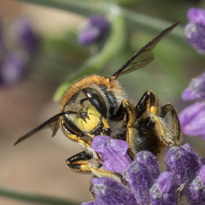 European Wool-carder Bee (Anthidium manicatum)