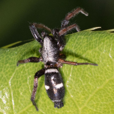 (Sergiolus columbianus) Ground Spider