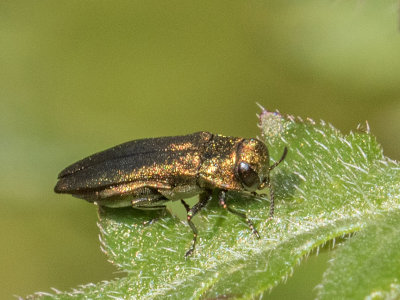 Rose Stem Girdler (Agrilus cuprescens)