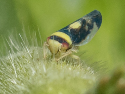 (Colladonus montanus) Mountain Leafhopper