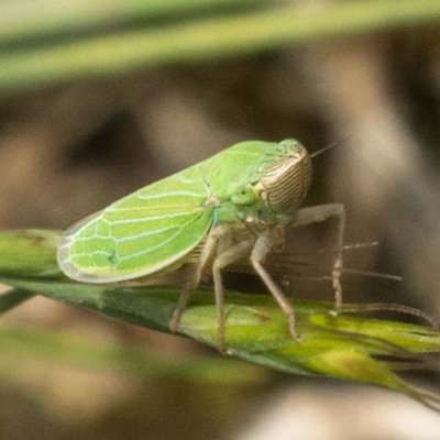 Unidentified Leafhoppers