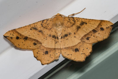 6737 Mottled Euchlaena (Euchlaena tigrinaria)