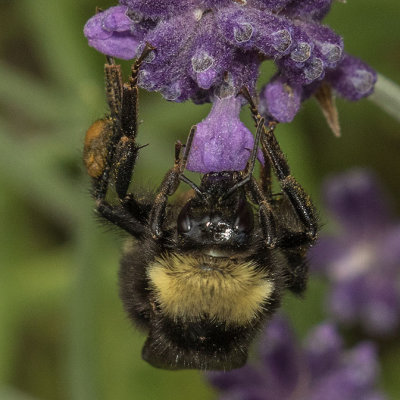 California Bumble Bee (Bombus californicus)