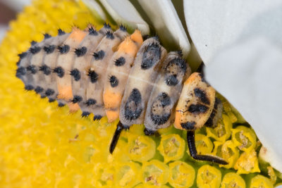 Seven-spotted Lady Beetle (Coccinella septempunctata)