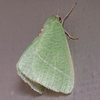 7013 Bank's Emerald Moth (Chlorosea banksaria)