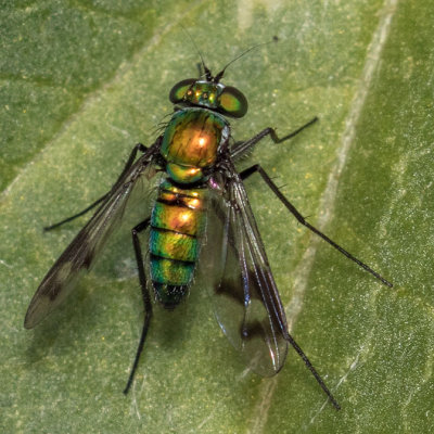  Blow Flies (Calliphoridae)
