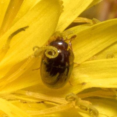 Shining Flower Beetles (Olibrus sp.)