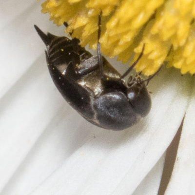 Tumbling Flower Beetles (Mordella sp.)