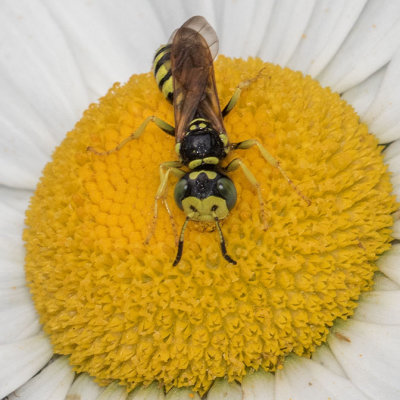 Beewolf (Philanthus crabroniformis)