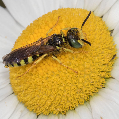 Beewolf (Philanthus crabroniformis)