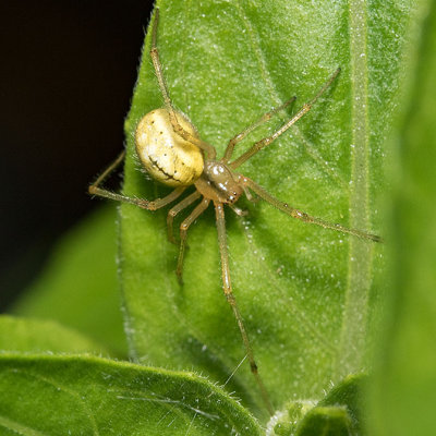 (Enoplognatha ovata) Cobweb Spider 