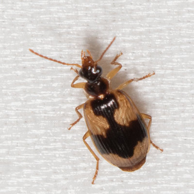 Colorful Foliage Ground Beetle (Lebia fuscata)