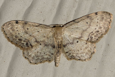 7126 Single-dotted Wave (Idaea dimidiata)