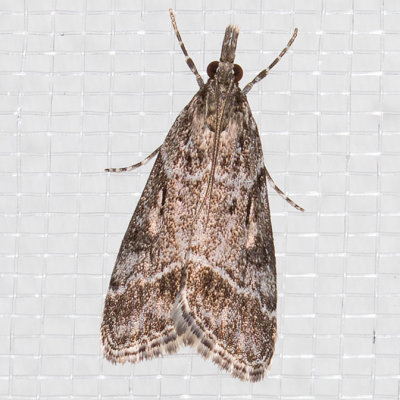 4722 (Eudonia rectilinea)