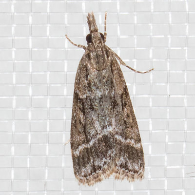 4722 (Eudonia rectilinea)