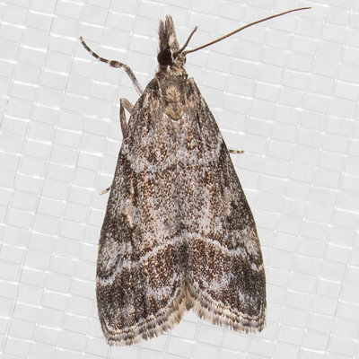 4722 (Eudonia rectilinea)