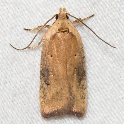 0895 Gorse Tip Moth (Agonopterix nervosa)